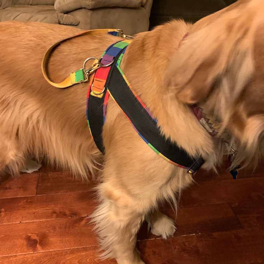 Rainbow Y Front Dog Harness